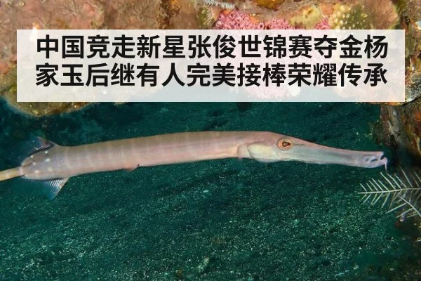 中国竞走新星张俊世锦赛夺金杨家玉后继有人完美接棒荣耀传承